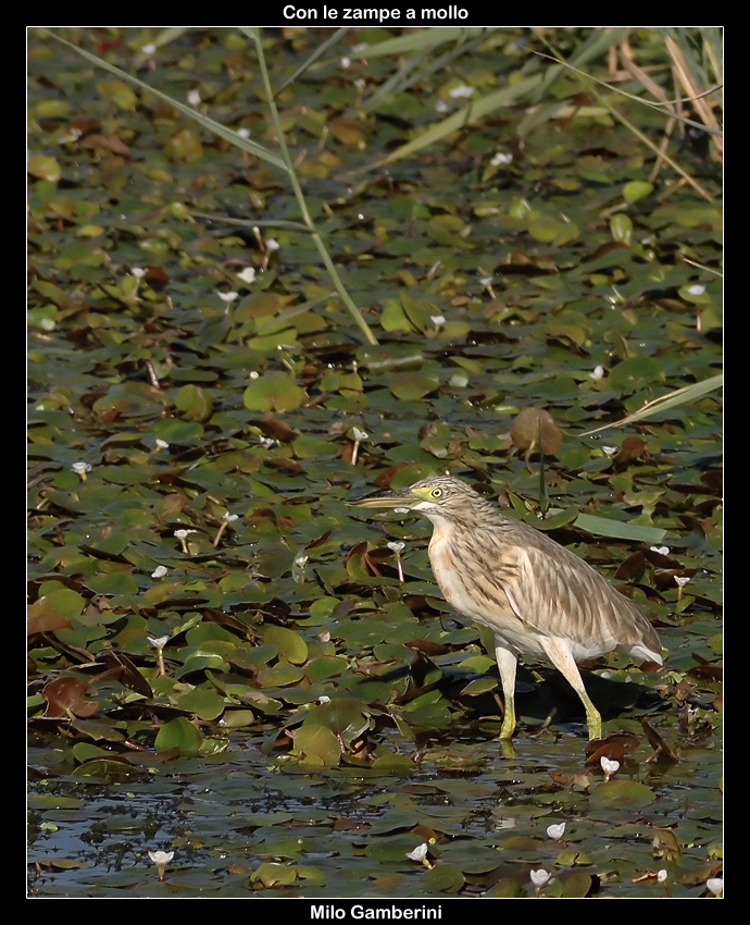 Con le zampe a mollo
