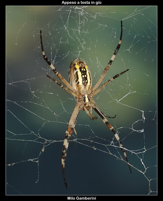 Appeso a testa in gi�
