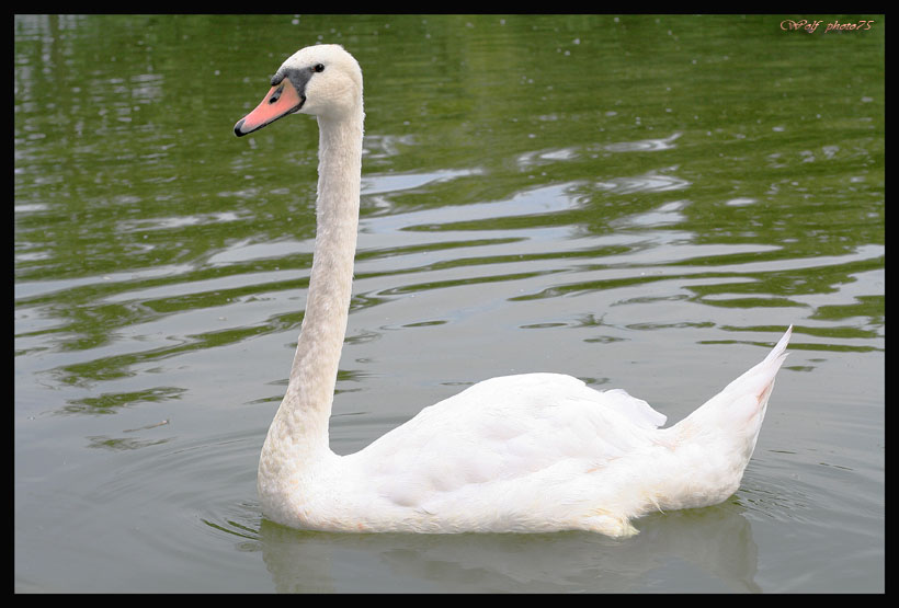 guarda come sono elegante?