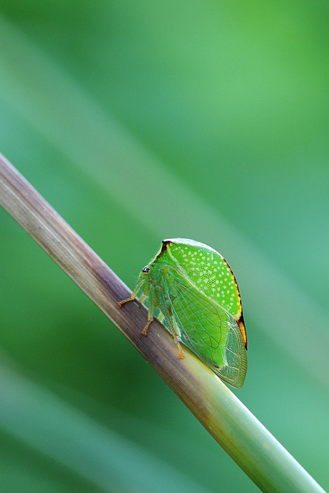 Stictocephala bisonia