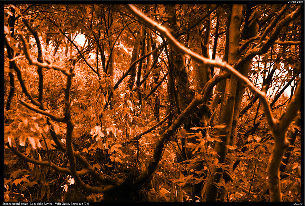 Stambecco nascosto nel bosco