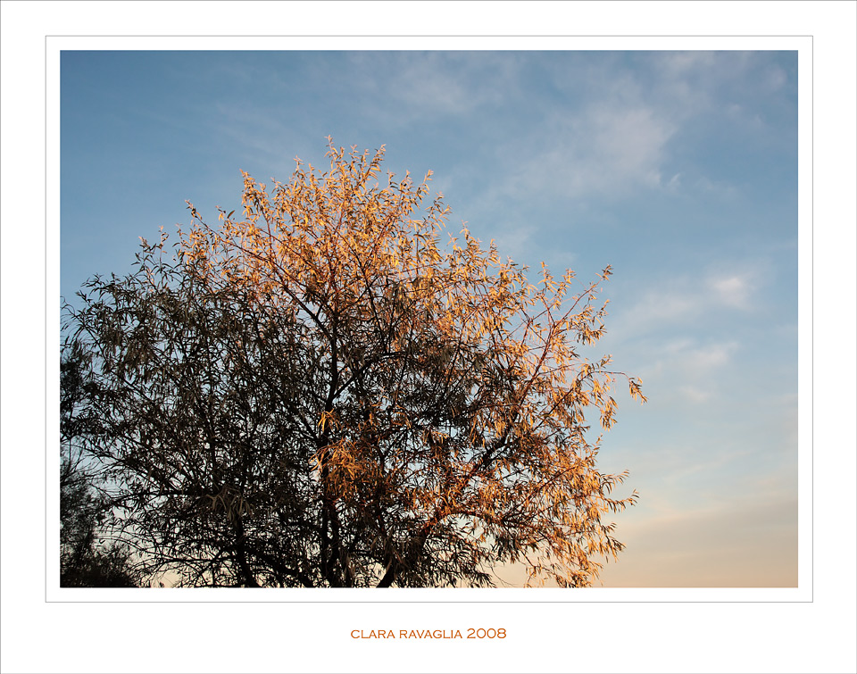 E' passato... Re Mida