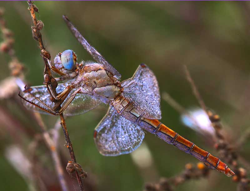 Libellula