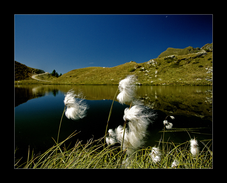 Eriophorum scheuchzeri Hoppe (2).....beccatevi anche questa !