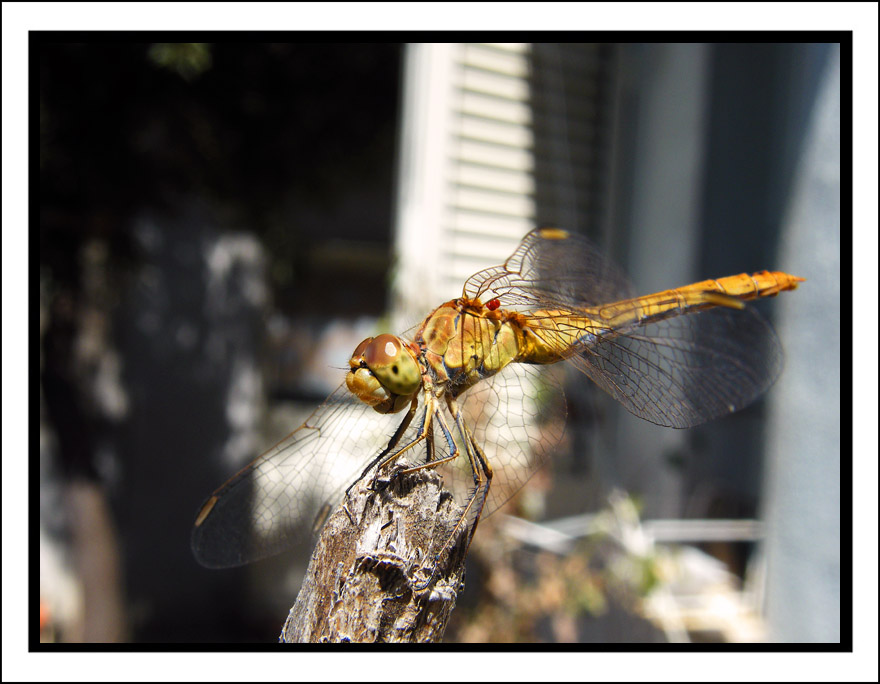 DragonFly 2