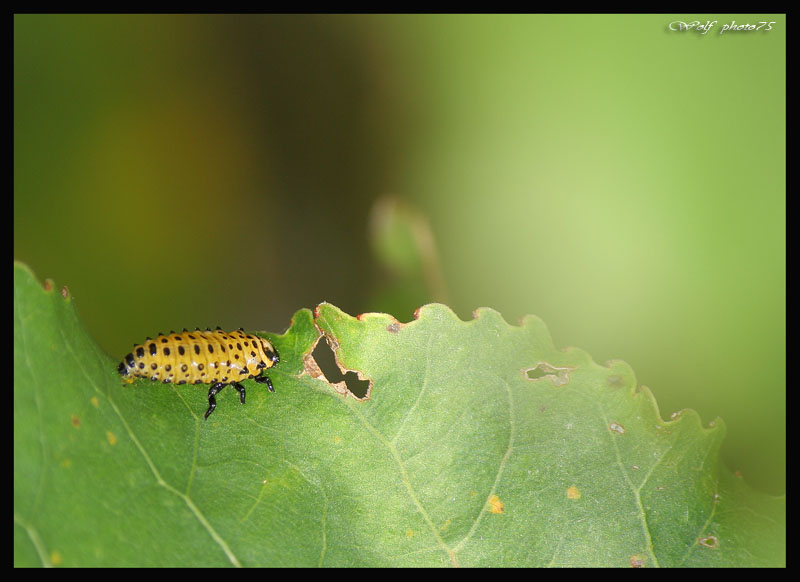 larva di coccinella