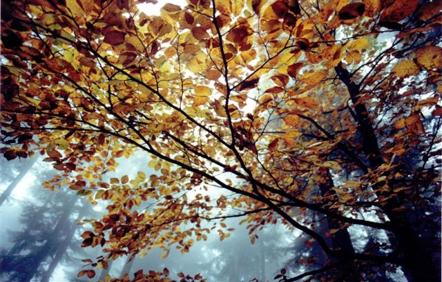 Casentino - Foresta di Camaldoli