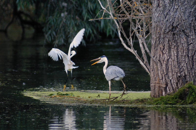 Via dal mio isolotto