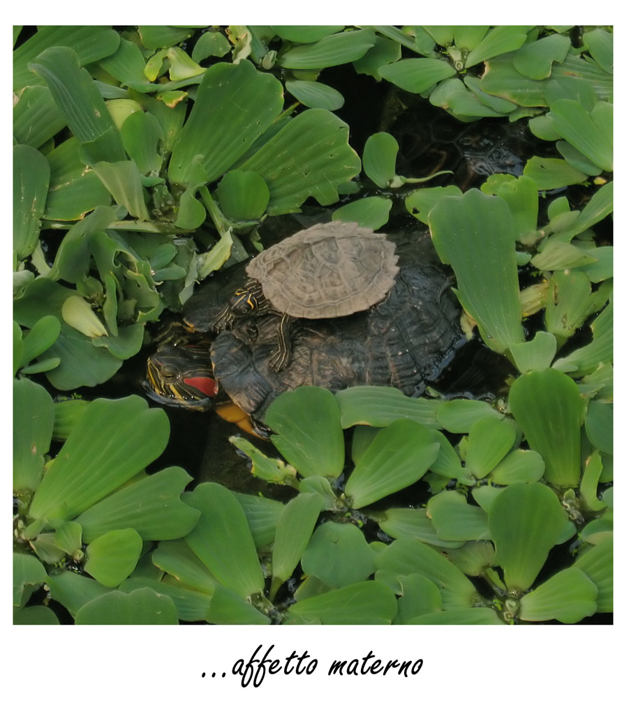 ...affetto materno :)