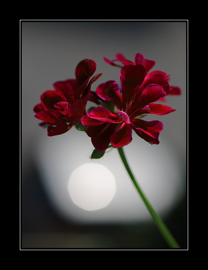 Punto.....bianco/bianca