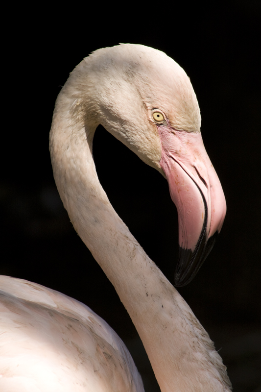 La signora in rosa..