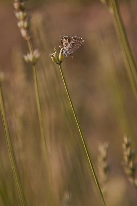 piccola su lavanda