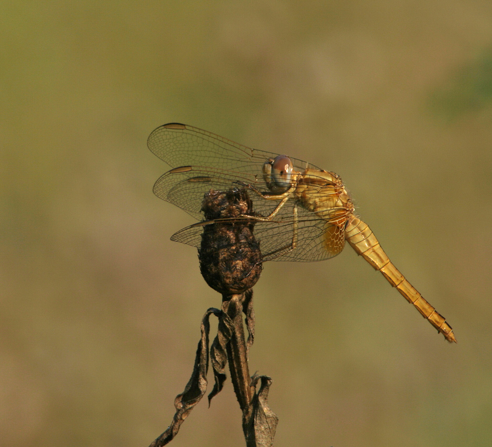 libellula gialla
