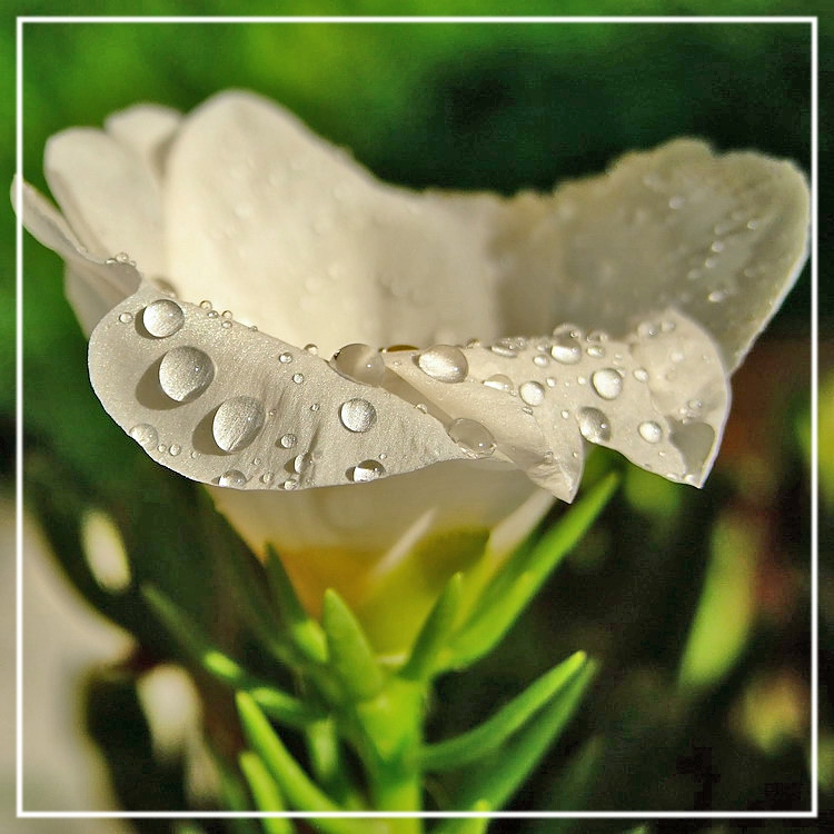 Goccie di rugiada....