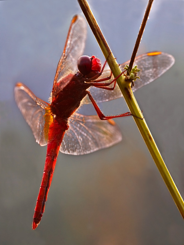 La libellula ferrari