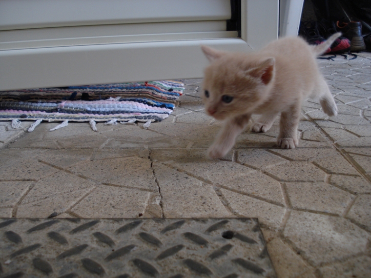 piccoli predatori crescono