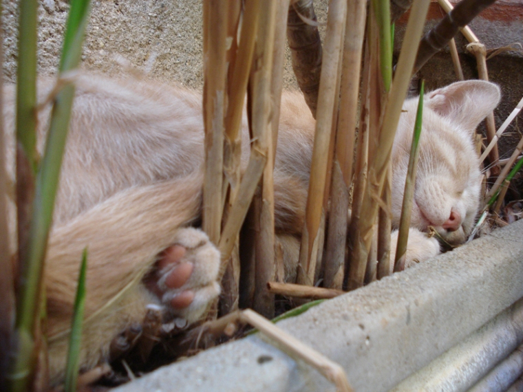 Il Re della foresta... a riposo!