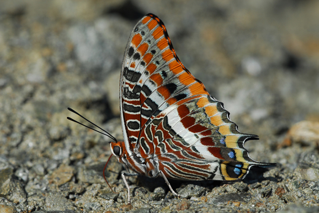 Charaxes jasus