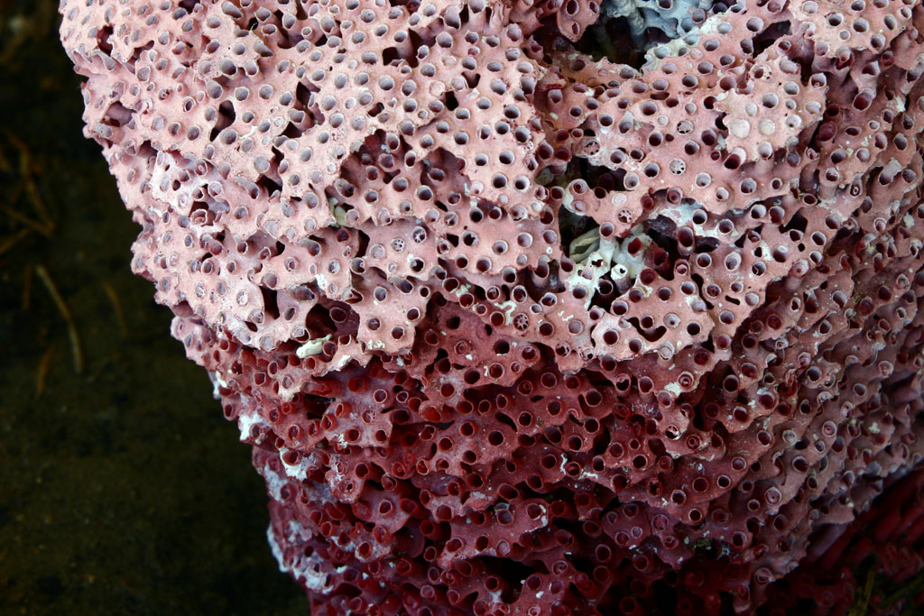 Originale macro 6mpix