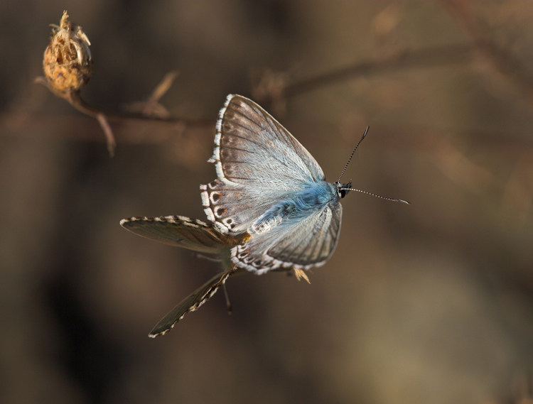 ... Accoppiamento ...