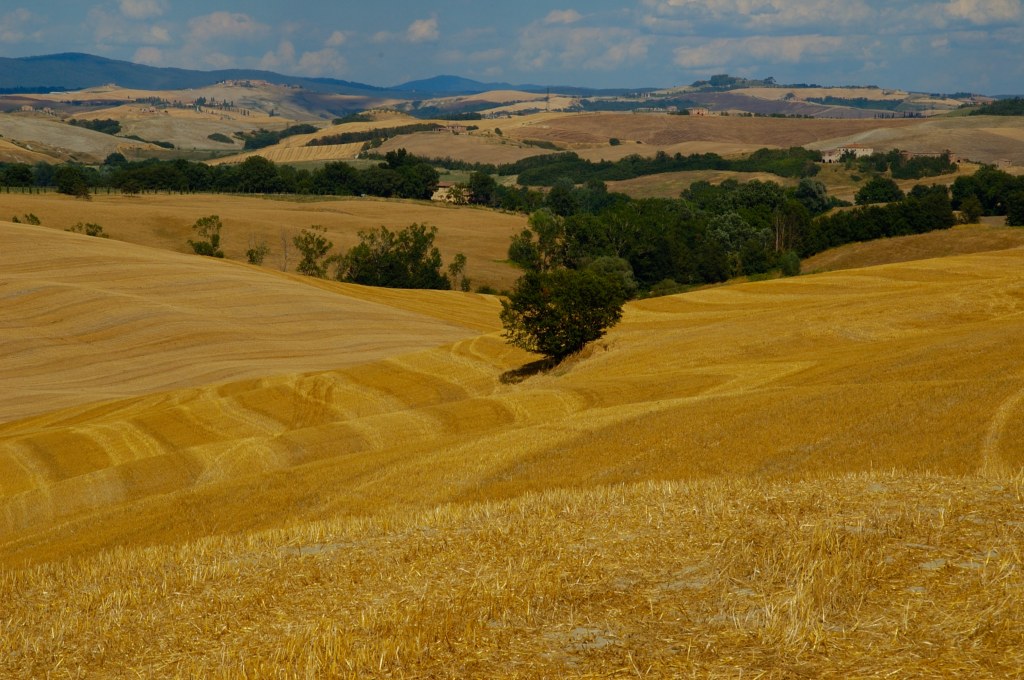 Campi grano tagliato