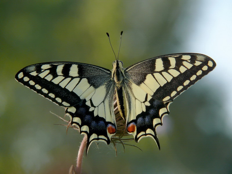 Papilio Macaon