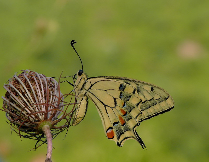 Papilio Macaon - profilo