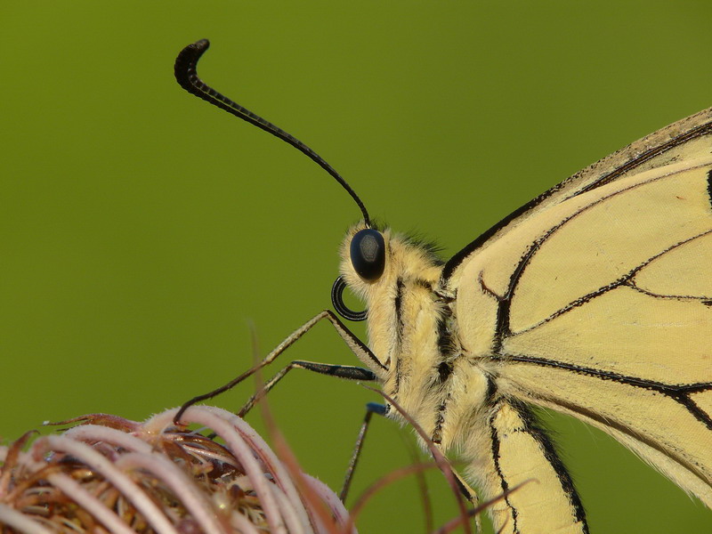 Papilio Macaon - ravvicinato