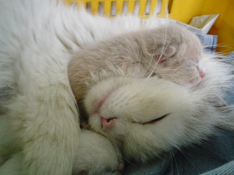 Camilla e Piccolo Caddy (quando era veramente piccolo)