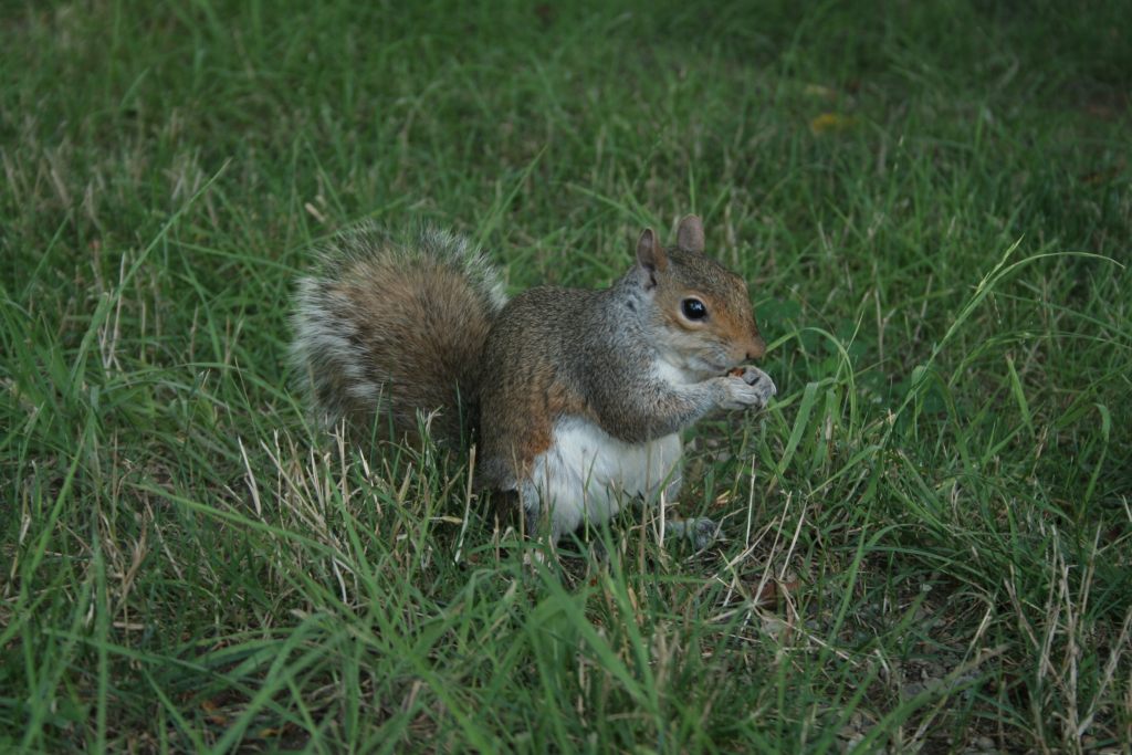 Whashington's Squirrel