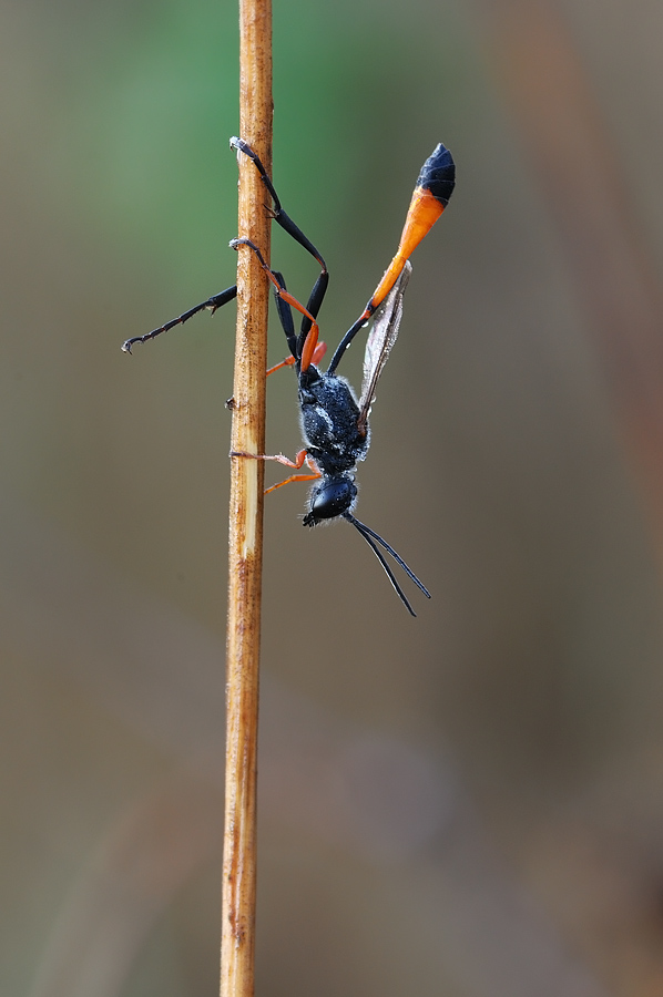 Ammophila sabulosa