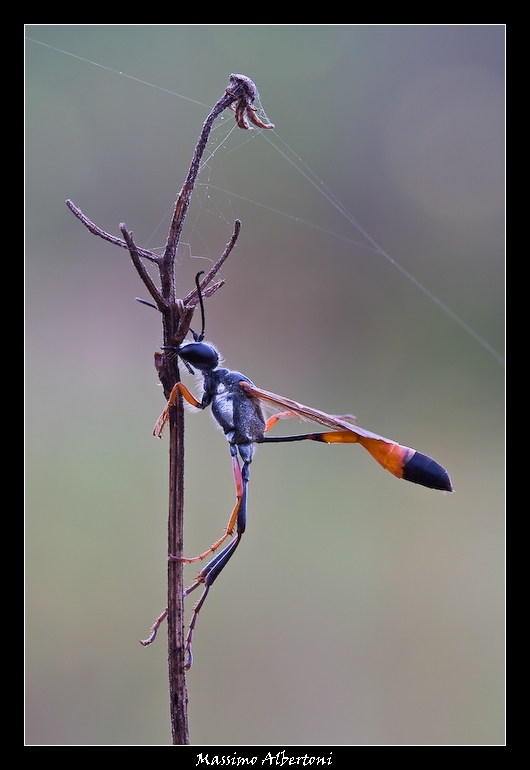 Ho le mandibole d'acciaio!