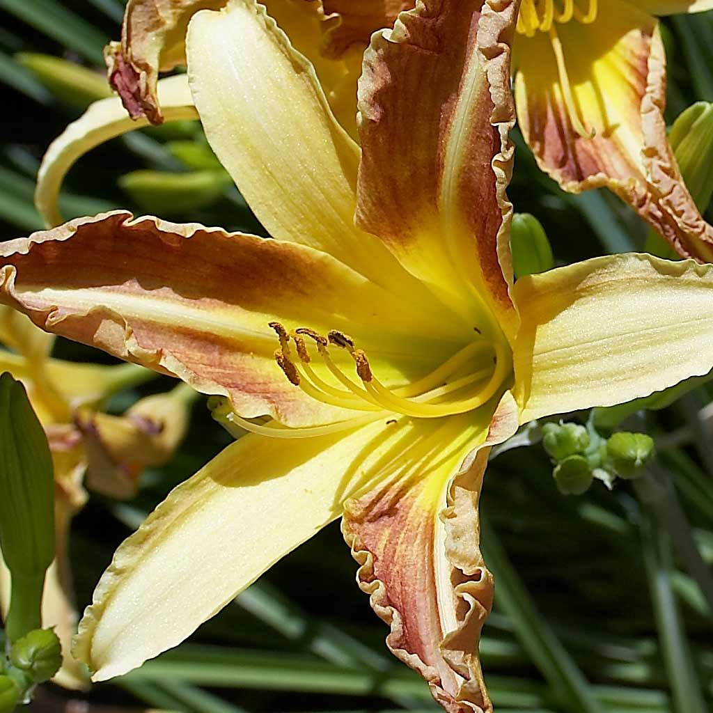 dettaglio fiori 21 zeiss