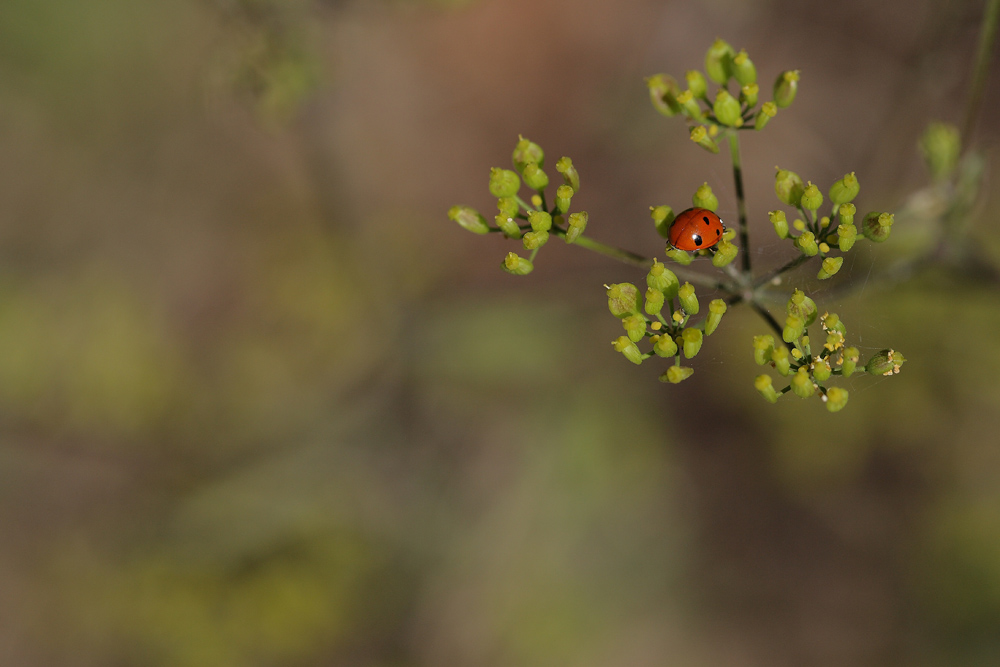coccinella