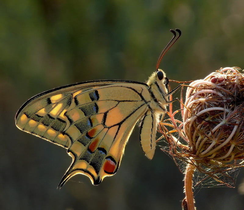 Papilio Macaon - controluce