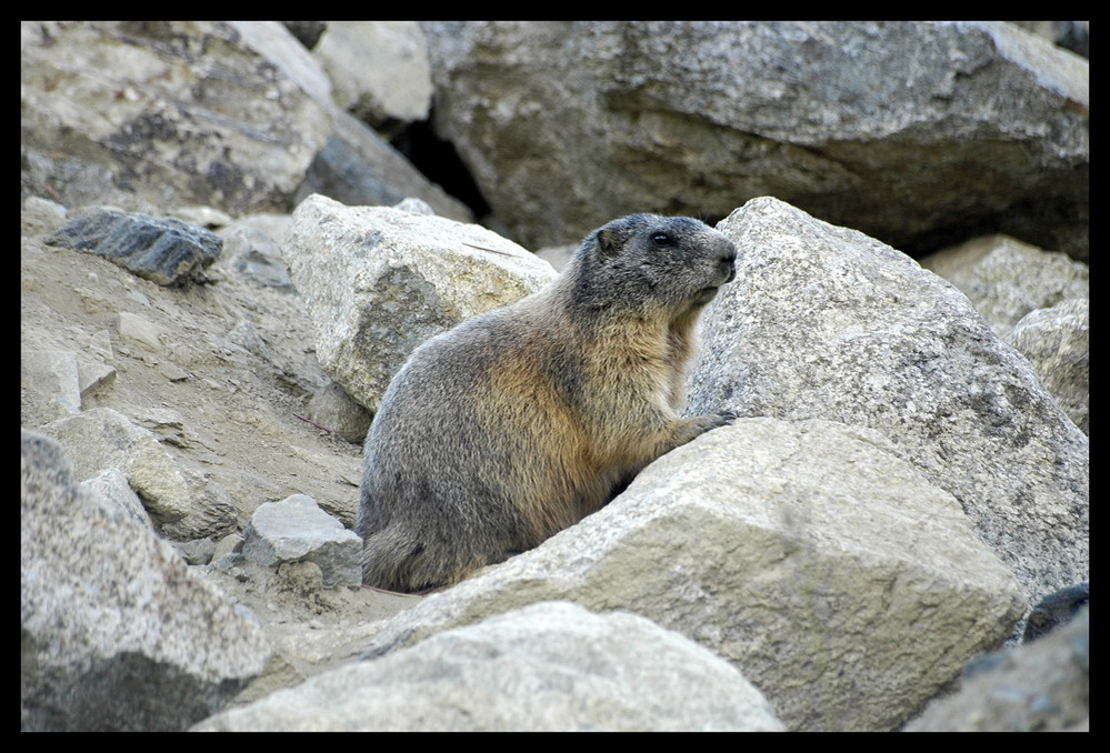 marmotta