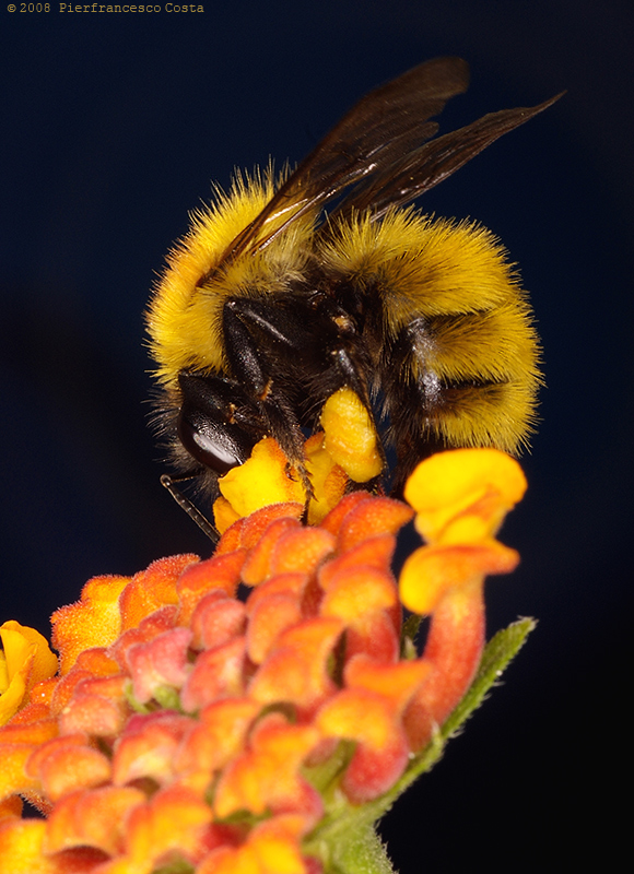 Bombus muscorum