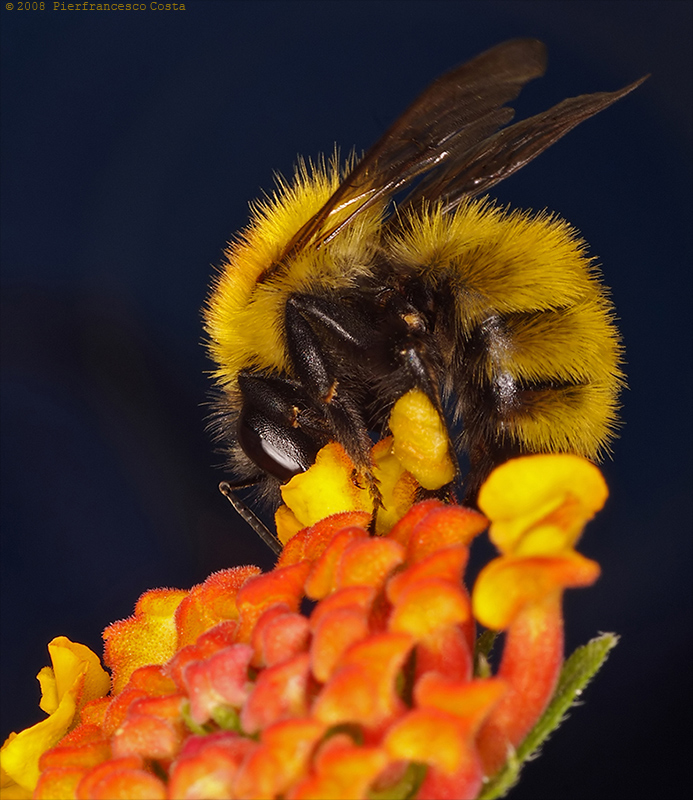 Bombus m. taglio migliore