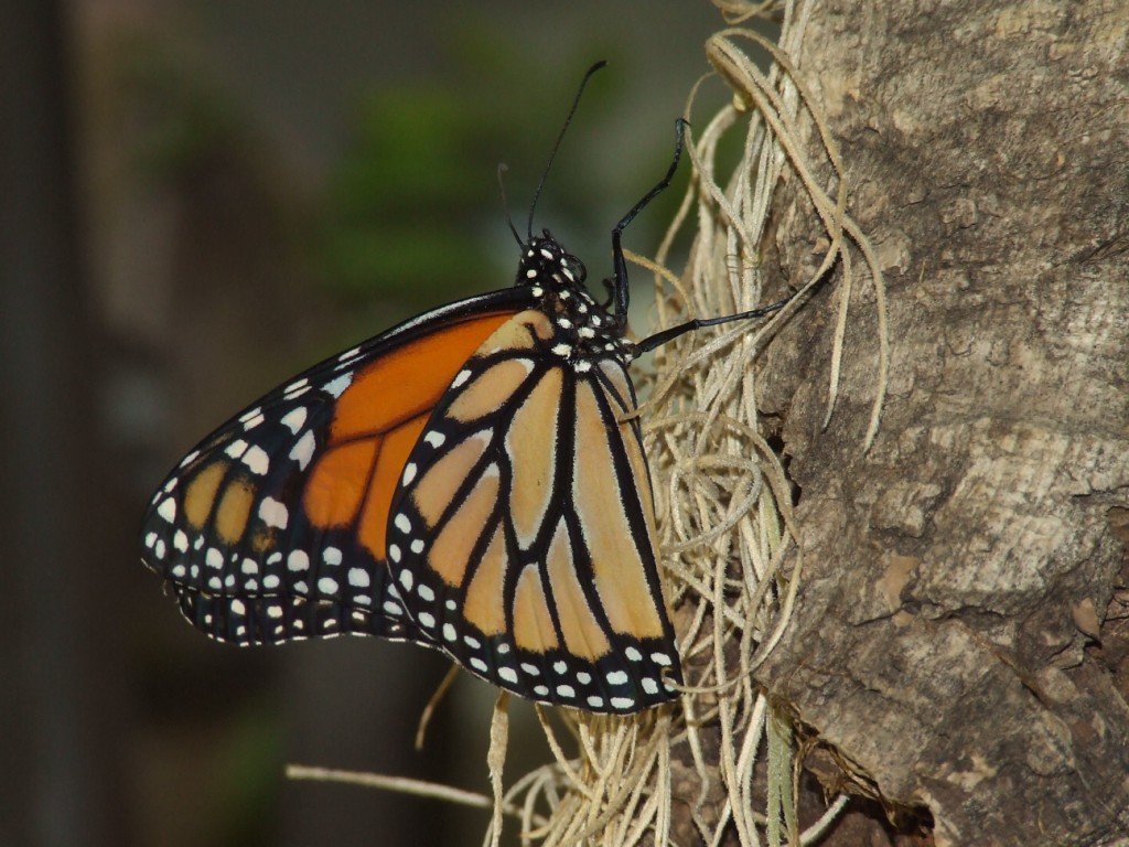 Farfalla Monarca