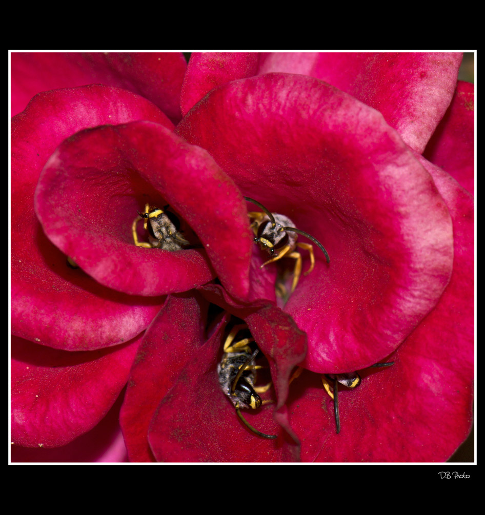 Una famiglia dentro un fiore.......