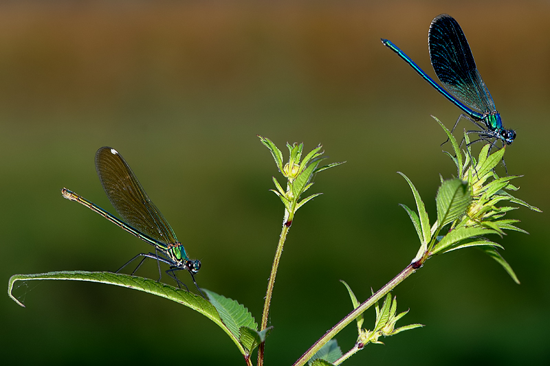 Due di coppia  (Dedicata a Dazzy e Gibo)