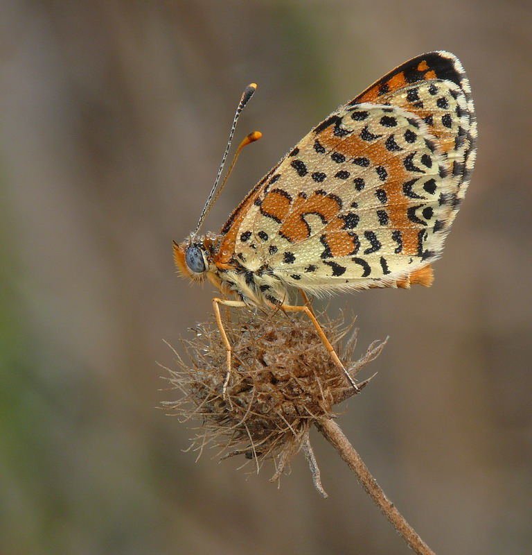 Farfalla con rugiada