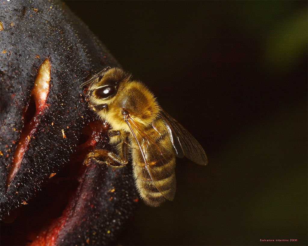 Tanto irascibili e tanto affamate !!!