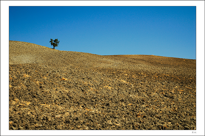 L'albero del pisolino