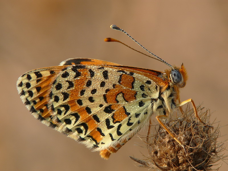 Farfalla con rugiada 2