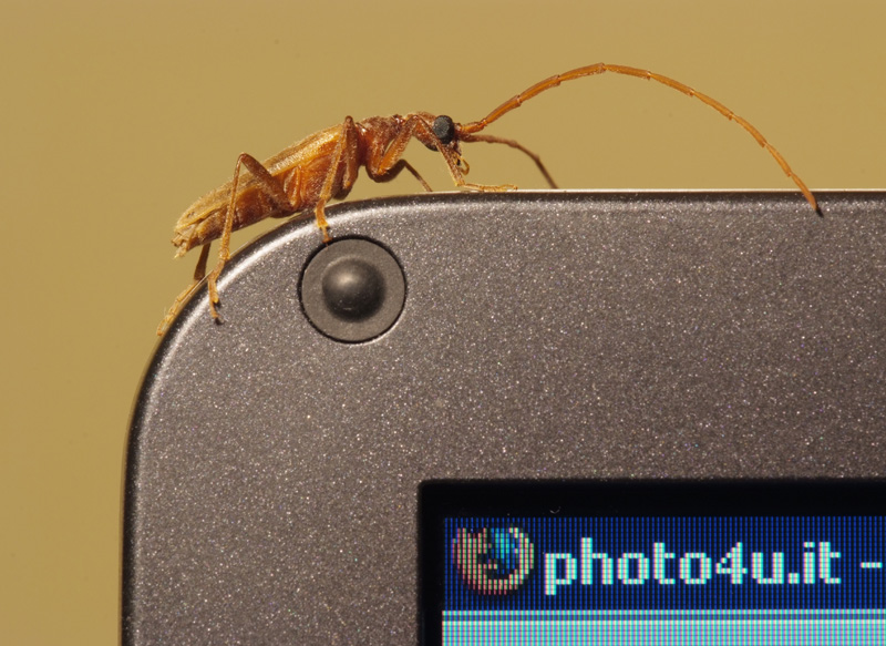 Dedicata alla sezione Macro di Photo4U.it