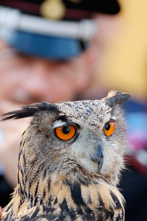 la civetta dei Carabinieri