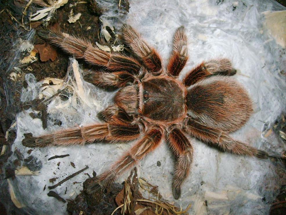 quando il ragno � veramente grande.