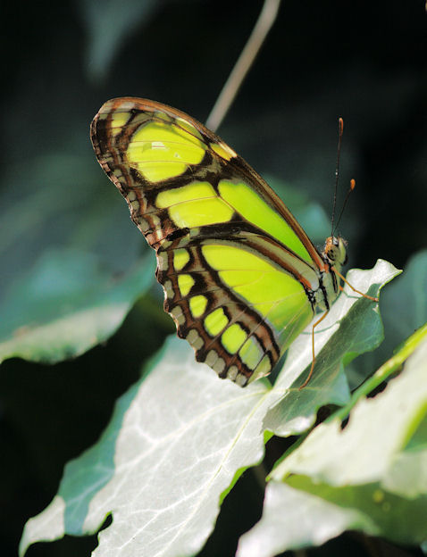 farfalla..venuta da distante.E'tropicale--