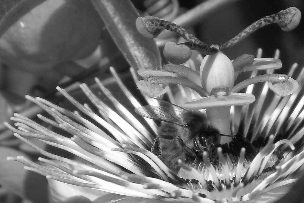 Ape Impollinatrice...